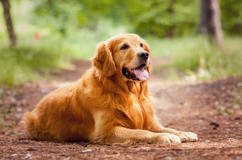 golden retriever dog outside